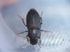 Harpalus sp.